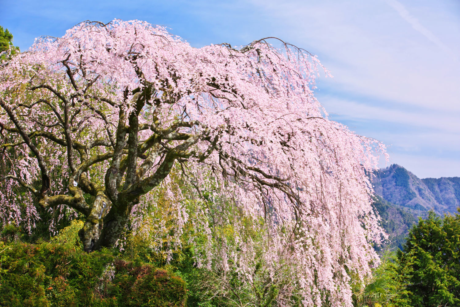 これぞ日本の風情！時代を超えて人々を魅了する「しだれ桜」の名所まとめ - JPTRP.COM