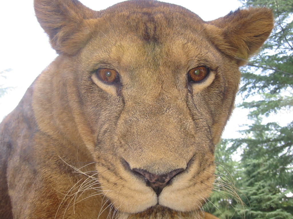 群馬サファリパークの魅力を紹介します いろんな動物の姿が見られますよ Jptrp Com