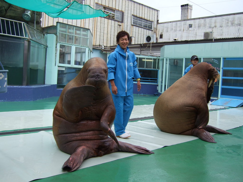 海獣たちと触れ合えるって本当 距離感がスゴイ水族館 二見シーパラダイス を満喫体験 Jptrp Com