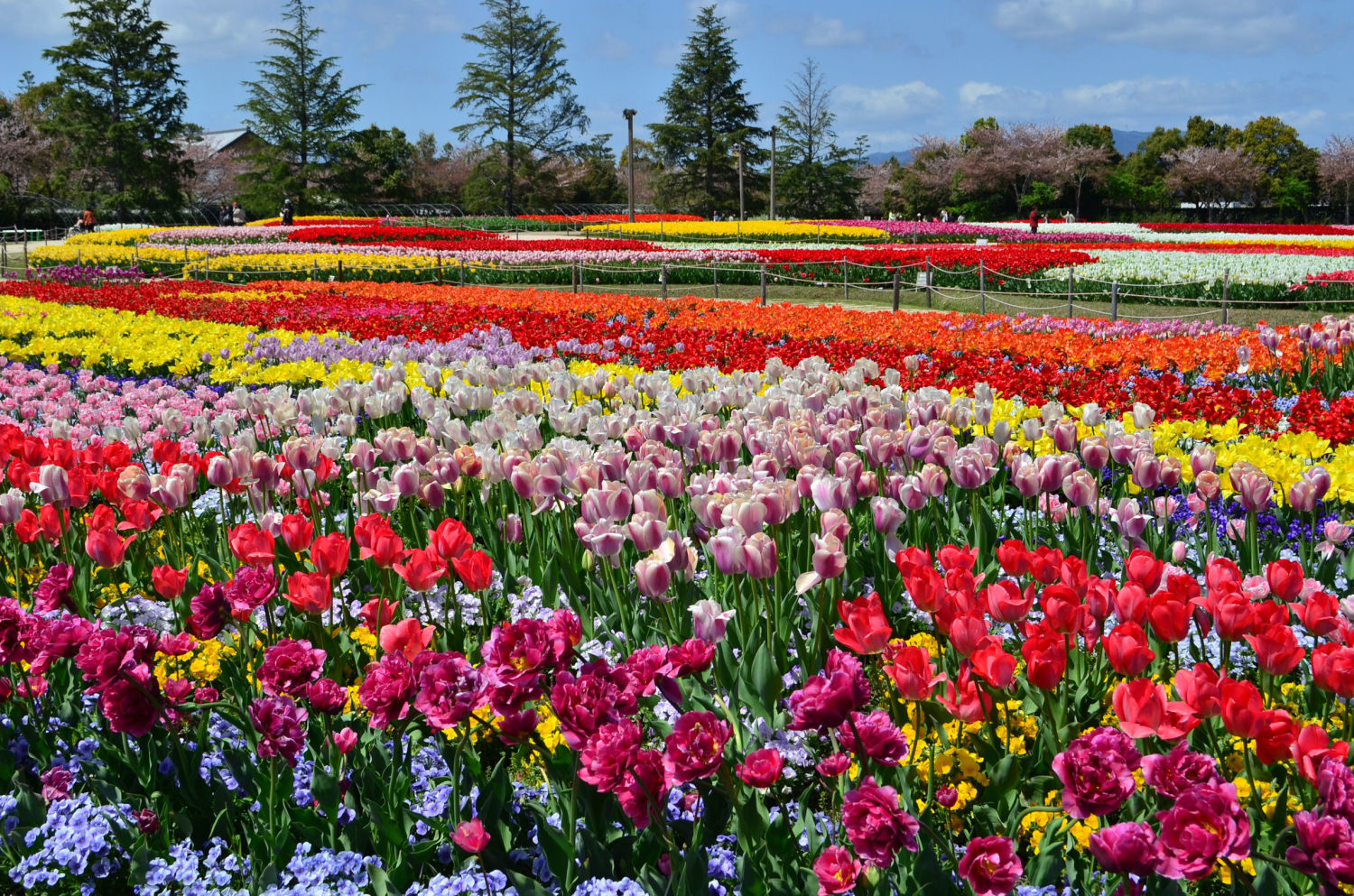 日本一の花まつりは7月上旬まで 三重県 なばなの里 の見どころ徹底解説 Jptrp Com