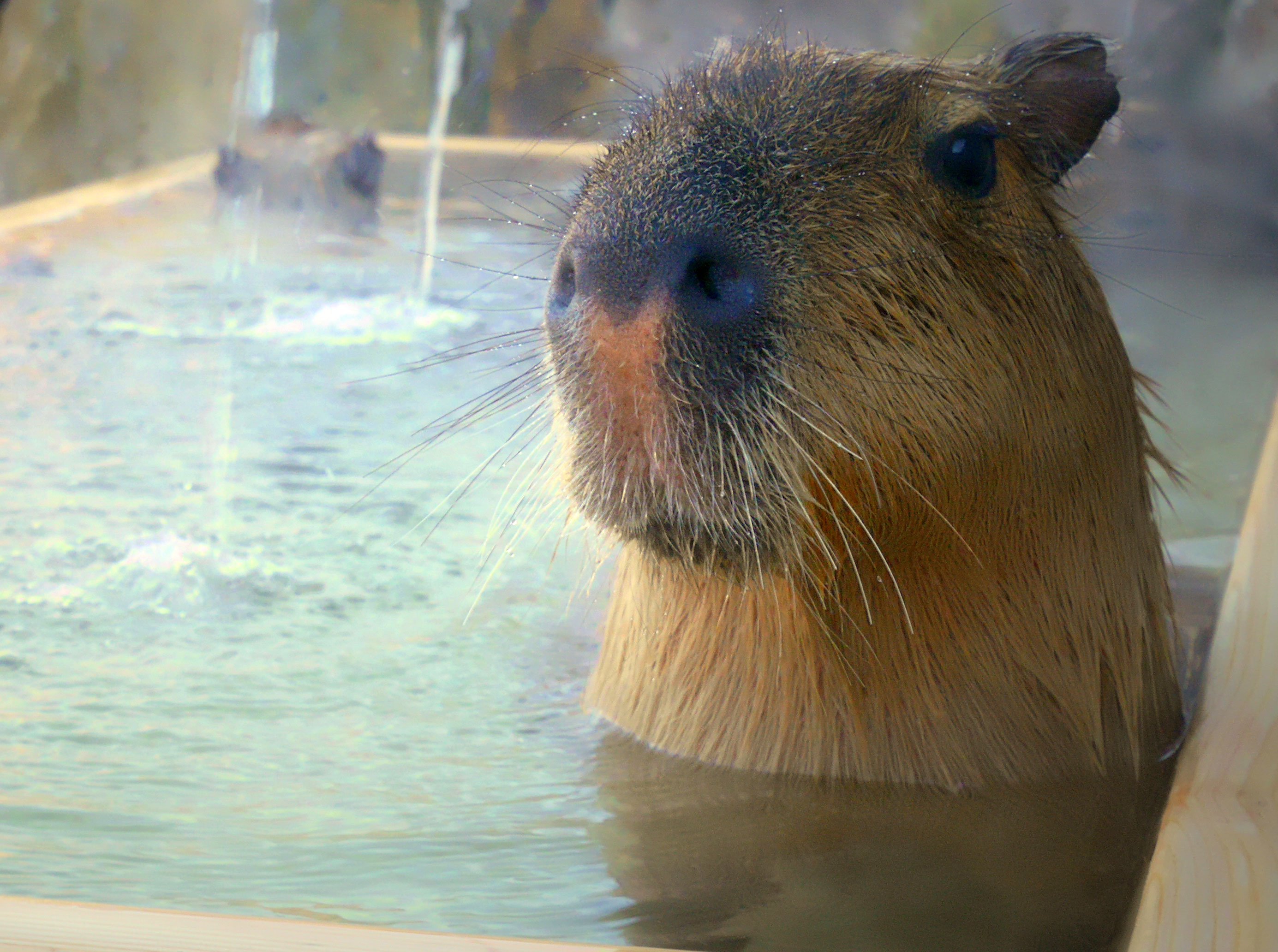 カピバラを見ながら温泉に入れる カピバラの湯 が誕生 人気者を間近で観察して癒されよう Jptrp Com