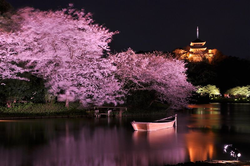 今年のお花見は夜桜で決まり Jptrp Com