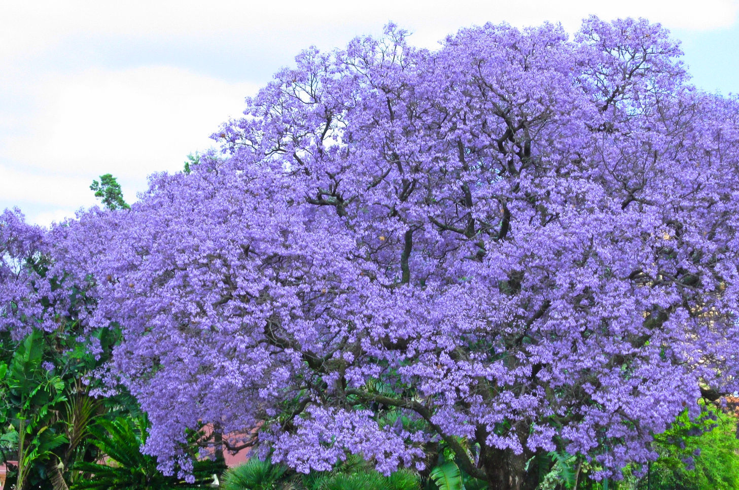 紫の桜 九州だけで見られる 世界三大花木 ジャカランダ を奏でに行こう Jptrp Com