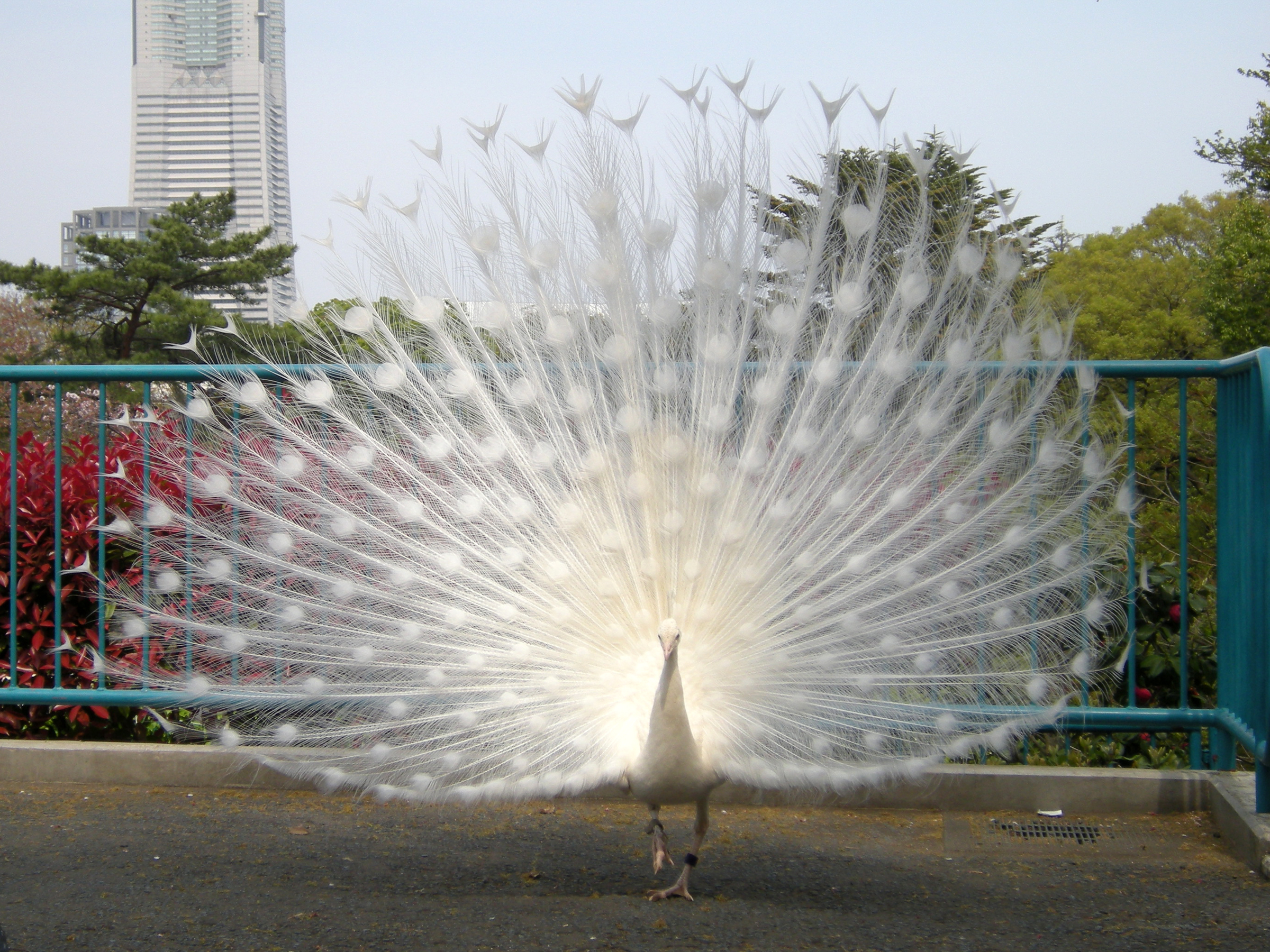 野毛山動物園は入場料無料でも100種類もの動物たちと出会えます Jptrp Com