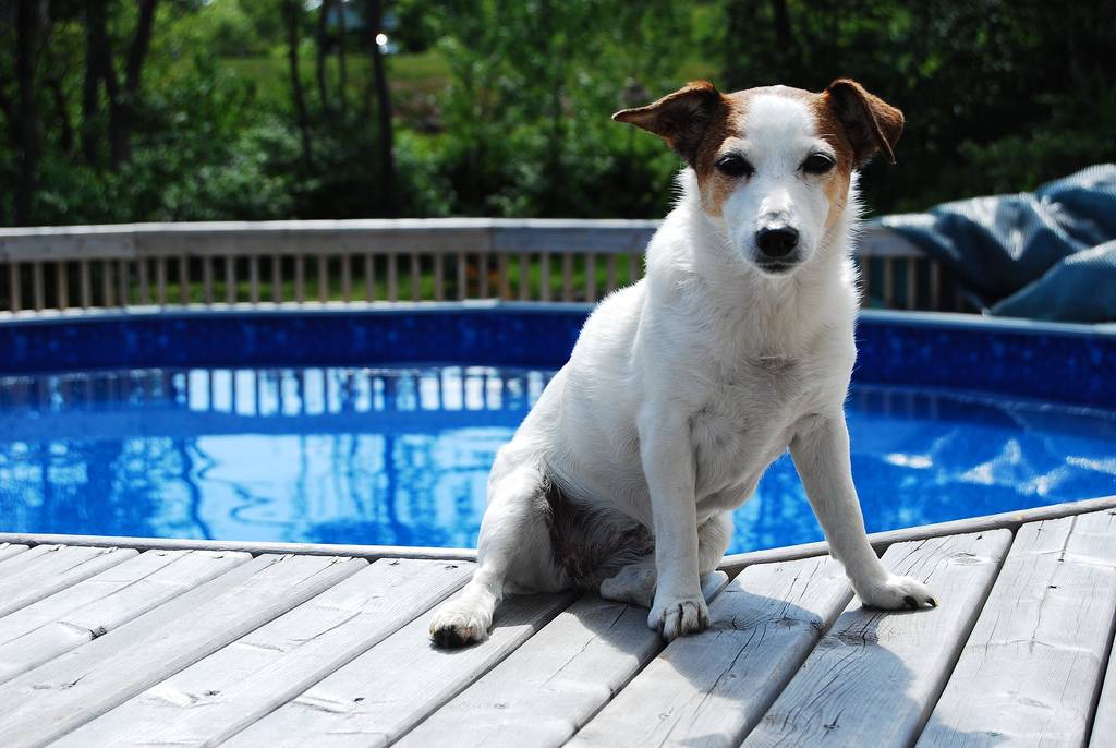 関東近郊にあるドッグプールまとめ 犬も夏を満喫できる Jptrp Com