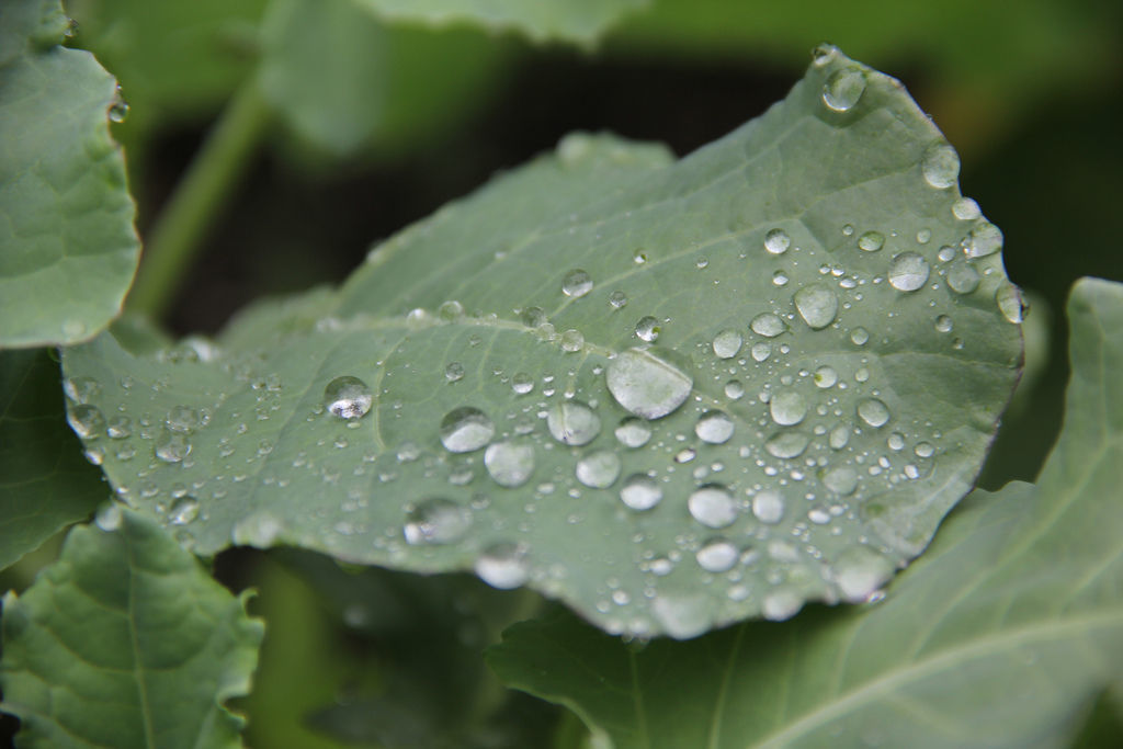 雨