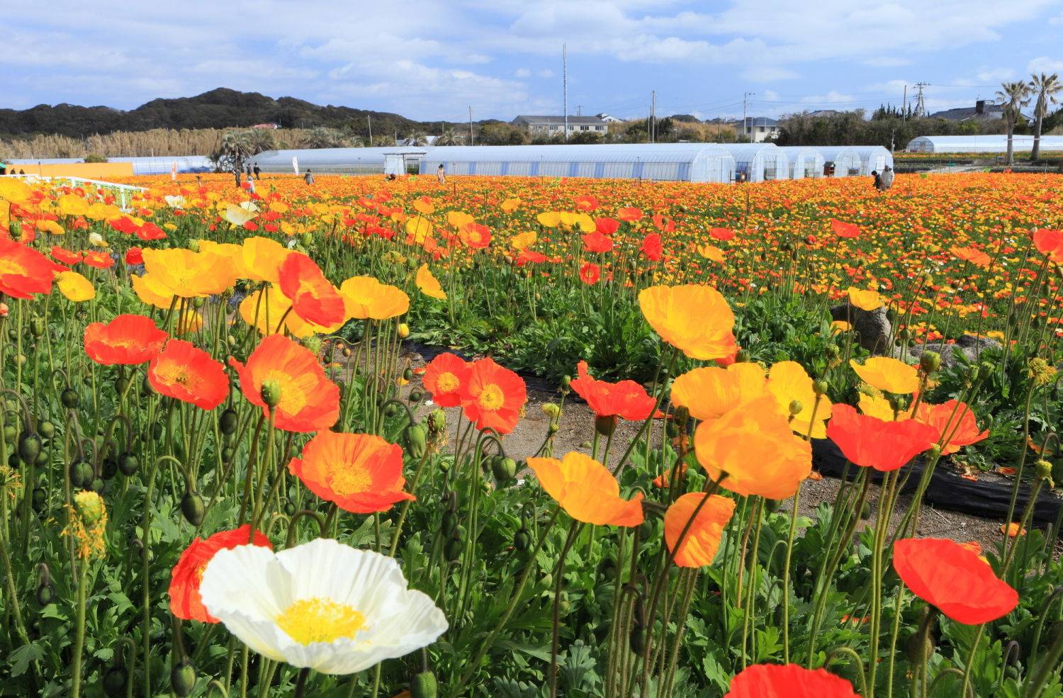 館山の観光スポット40選 100万本のポピーは絶景 Jptrp Com