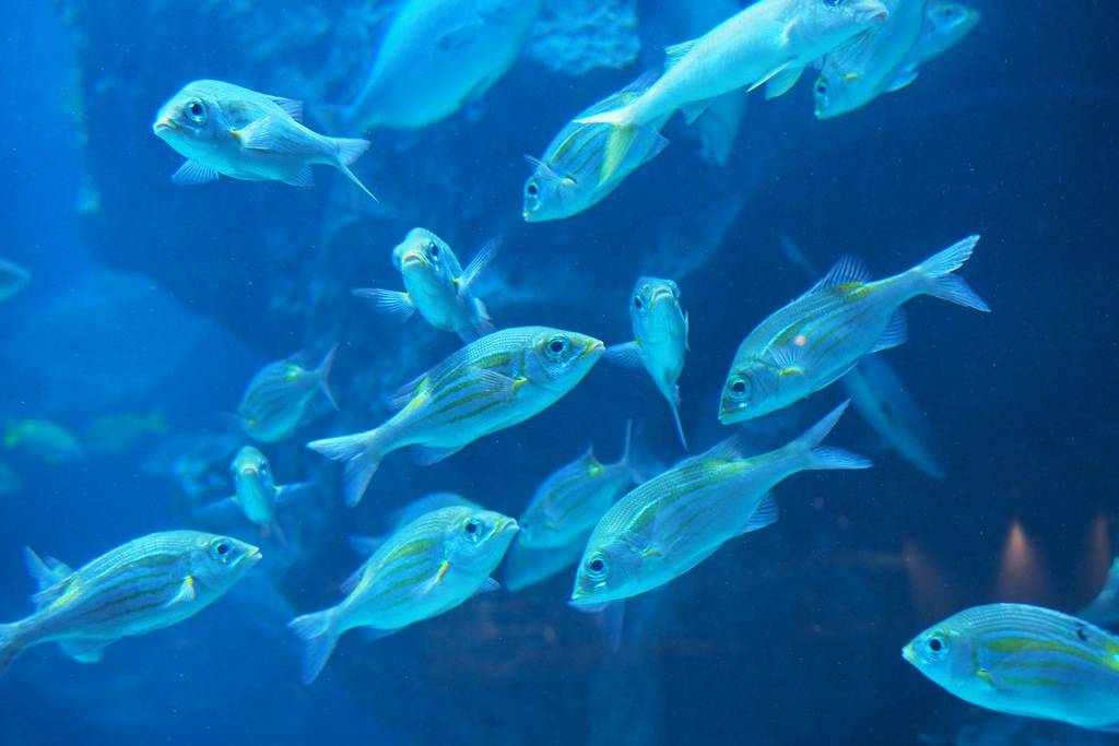 すみだ水族館の見どころを紹介 未来型の体験する７つのゾーン Jptrp Com