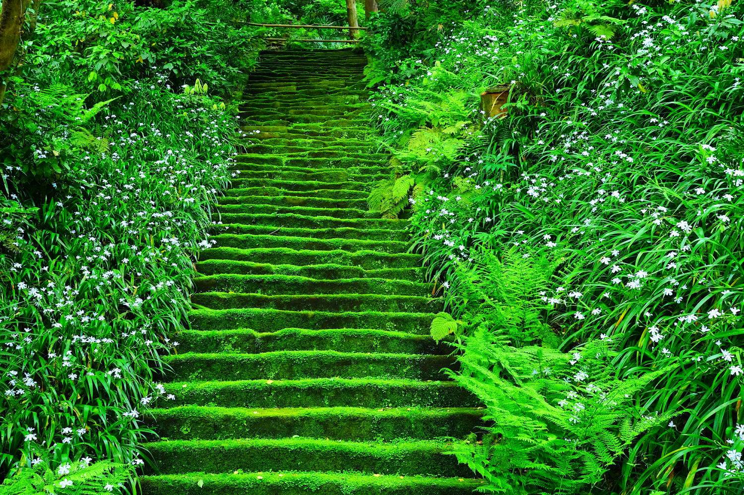 緑の絨毯 苔の階段が趣ありすぎ 鎌倉 妙法寺 の安らぐ5つの魅力とは Jptrp Com