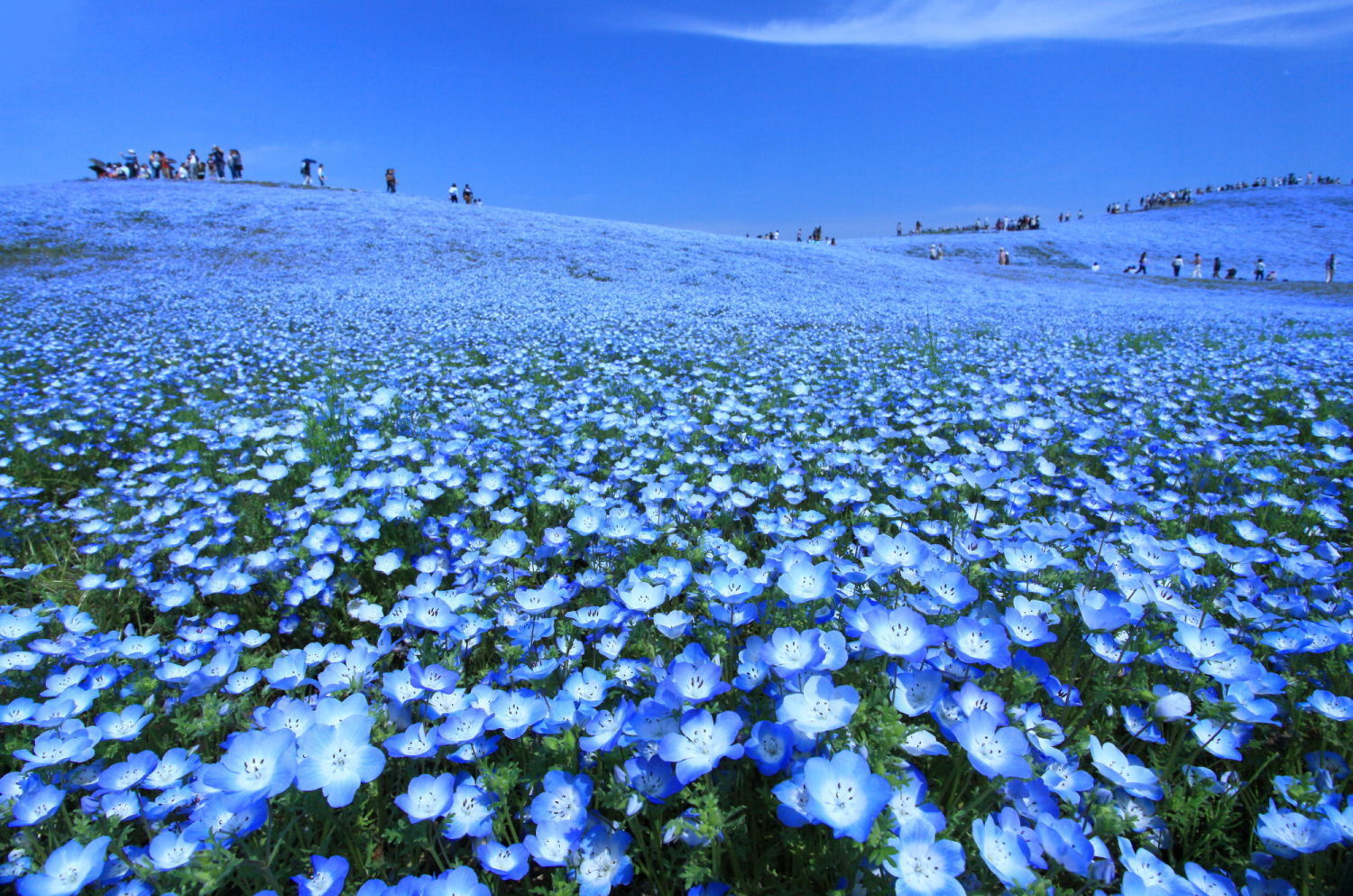 こんな景色が日本でも 日本にある 青の絶景 まとめ Jptrp Com